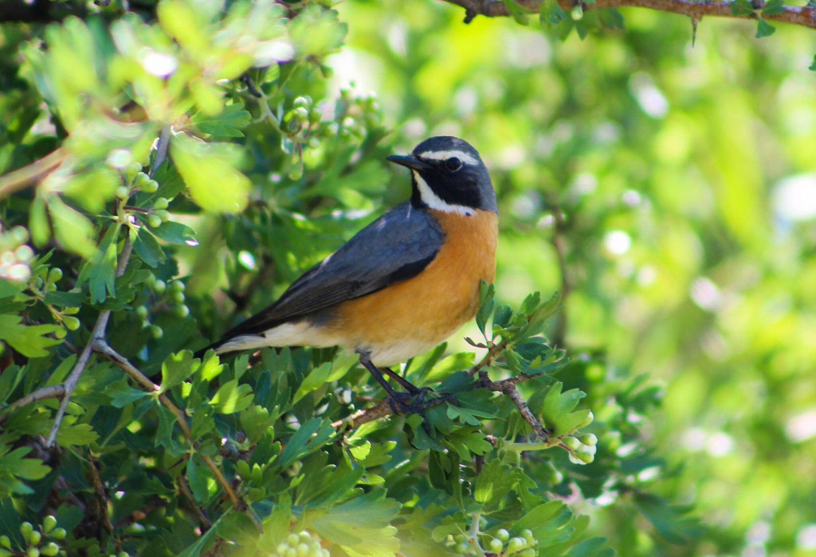 image White-throated Robin